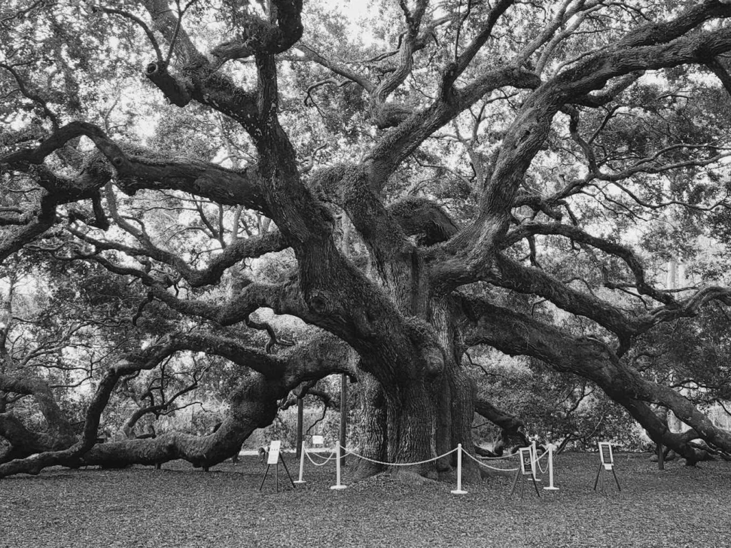 black and white picture angel oak tree