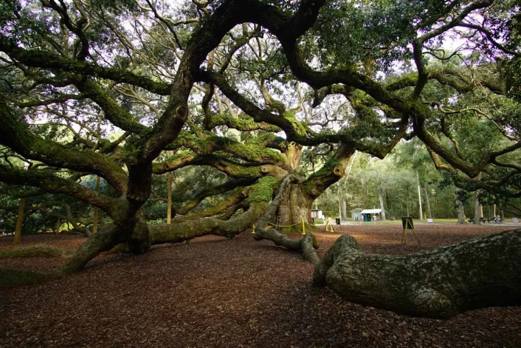 One of the oldest living oak trees in the Southeast