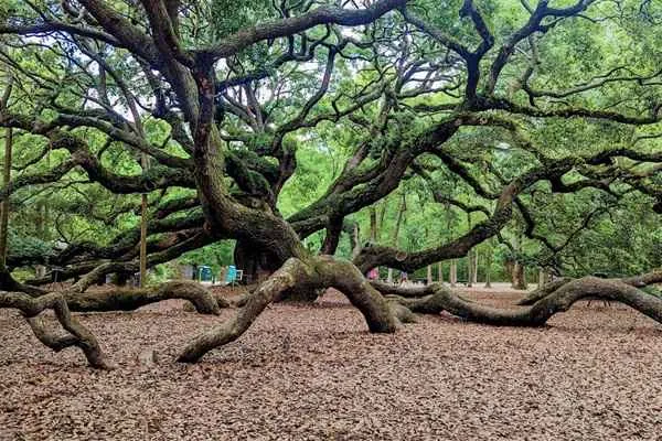 The Angel Oak Johns Island, South Carolina