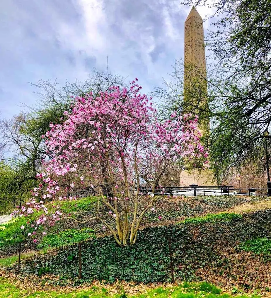 Obelisk Cleopatra's Needle, a landmark in Central Park