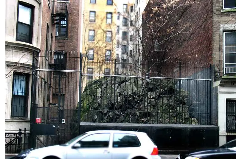 Manhattan schist rat rock