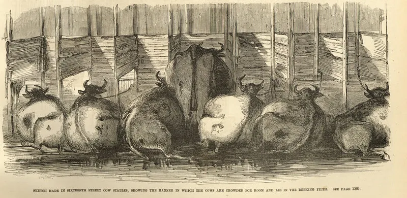 A group of sick and malnourished cows